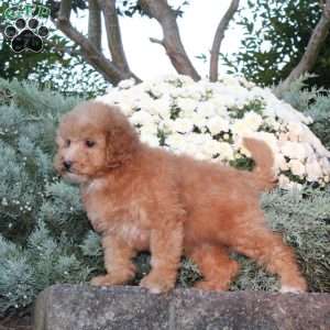 Dibs, Forever Puppy